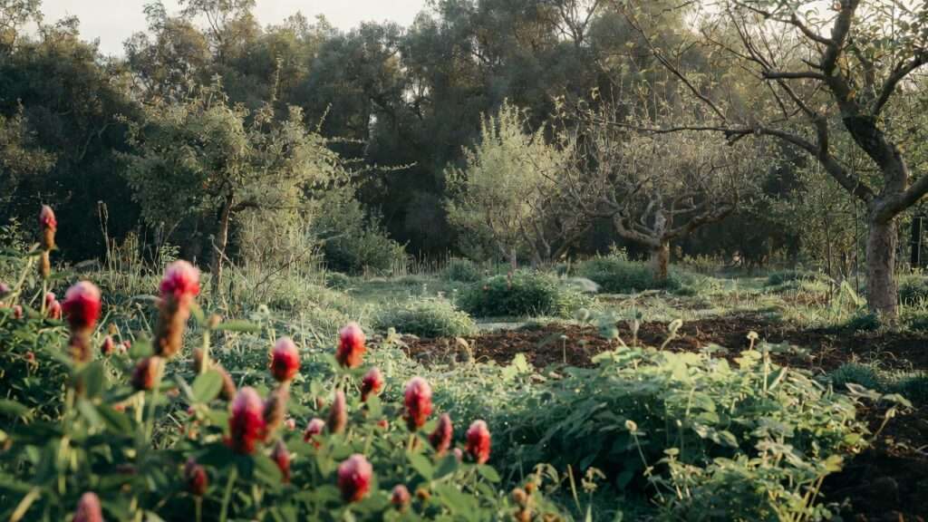 cover crops for soil enrichment