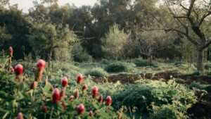 cover crops for soil enrichment