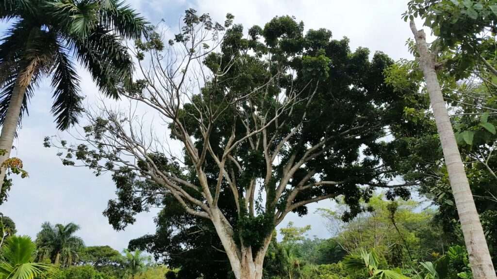 crown thinning to improve airflow