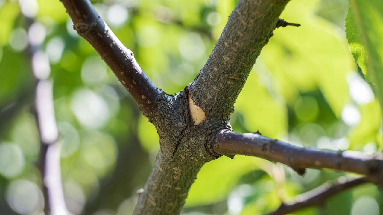 Close-up of proper 45-60 degree branch crotch angle on fruit tree for strong structure and safe fruiting branch spacin