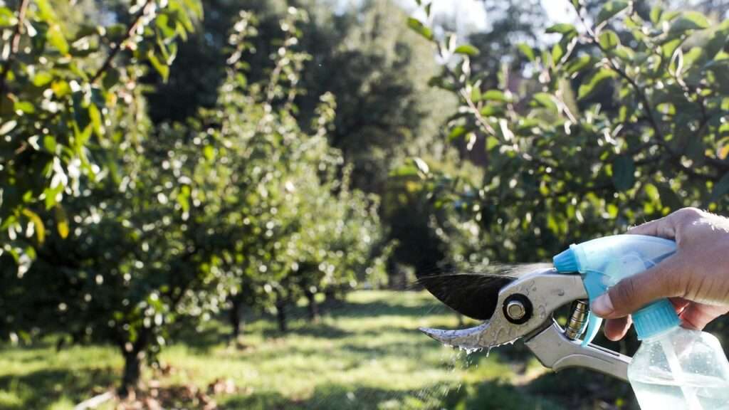 disinfecting tools for fruit tree care