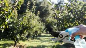 disinfecting tools for fruit tree care
