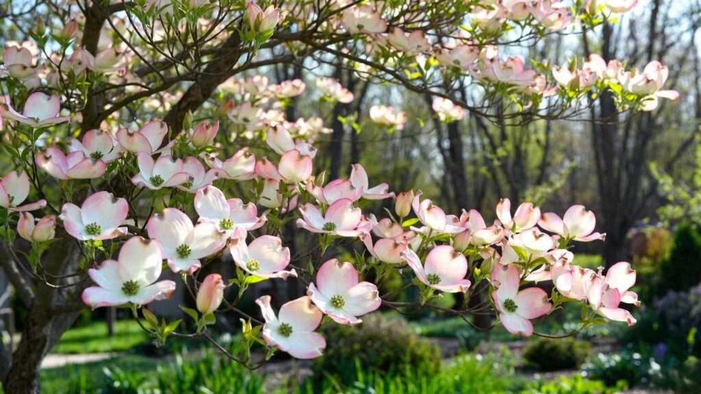 dogwood tree purchase