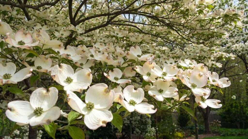 dogwood tree smell