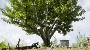 dormant pruning for plum trees