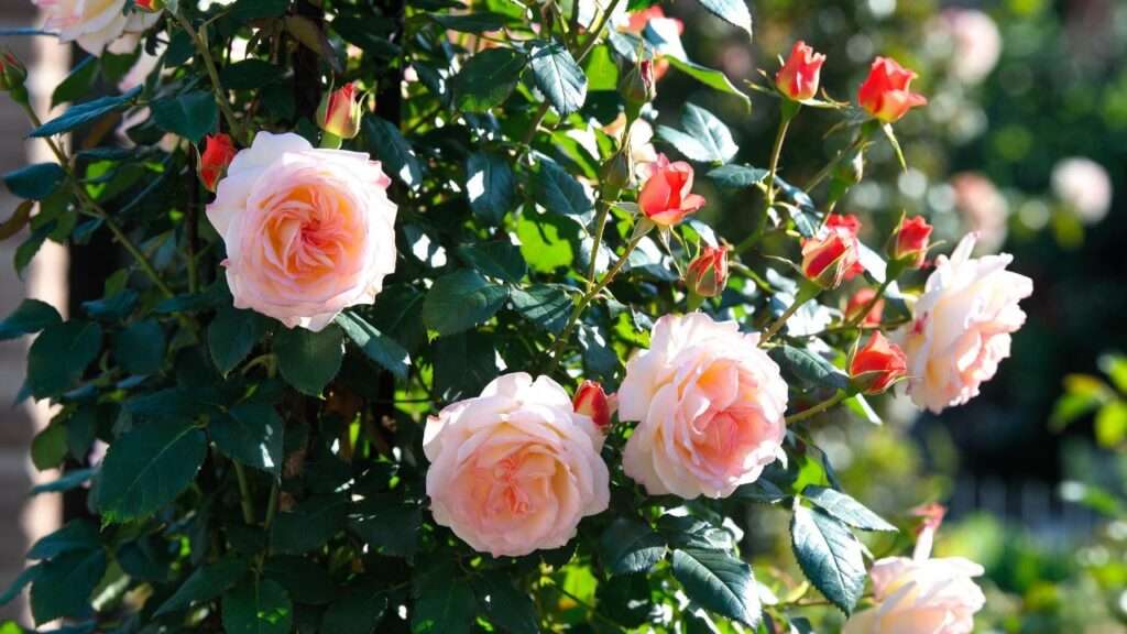 double delight rose plant