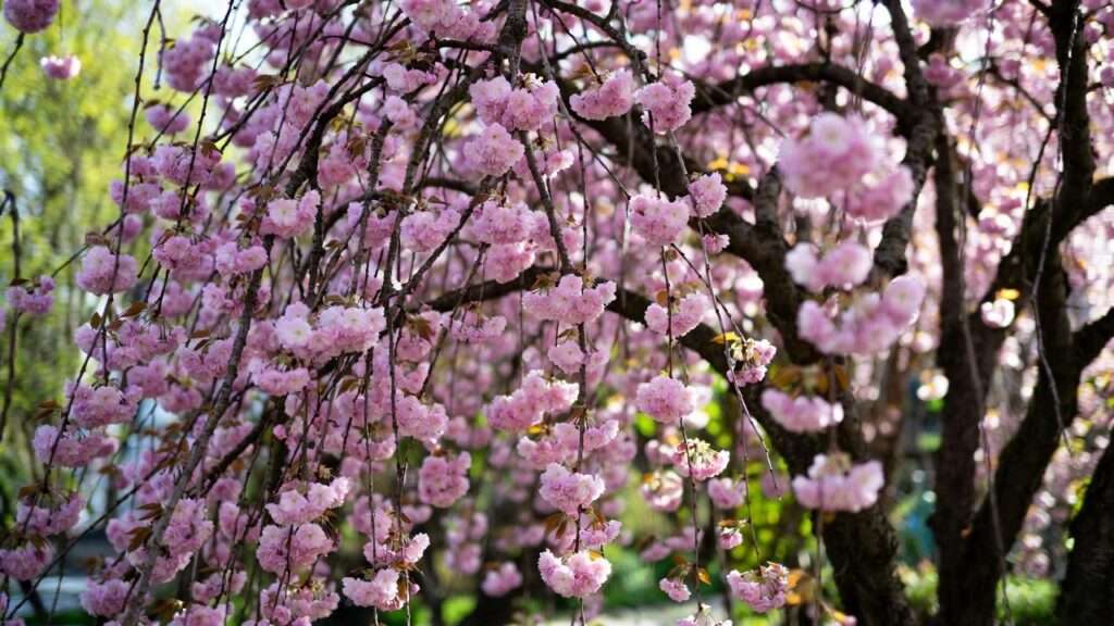 double pink weeping cherry tree