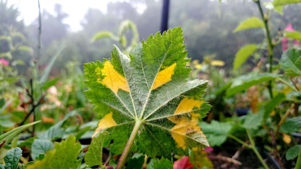 downy mildew identification