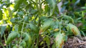 early blight vs. late blight in tomatoes