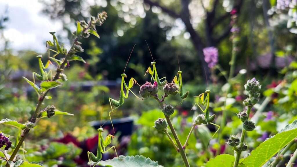 Young praying mantis nymphs released on garden plants for pest control
