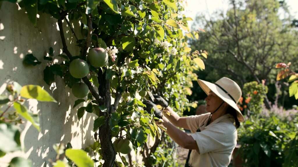 espalier fruit tree maintenance