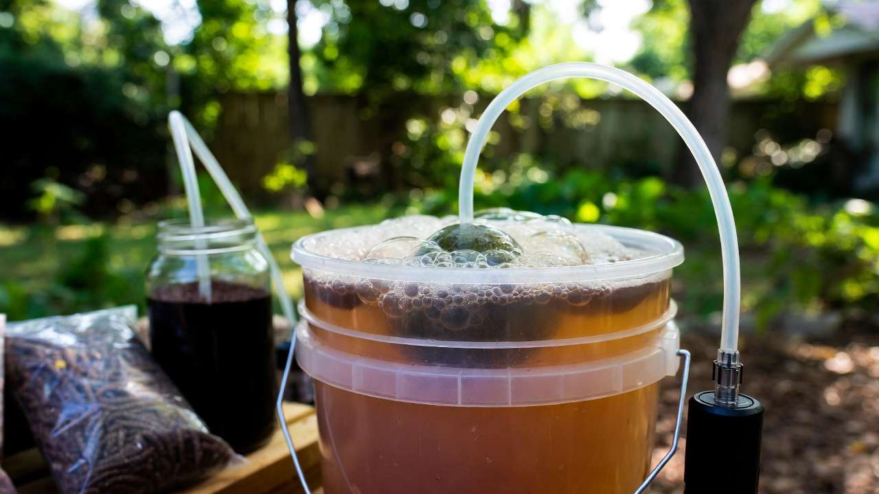 Aerated worm tea brewing setup with air pump and bubbling bucket in garden