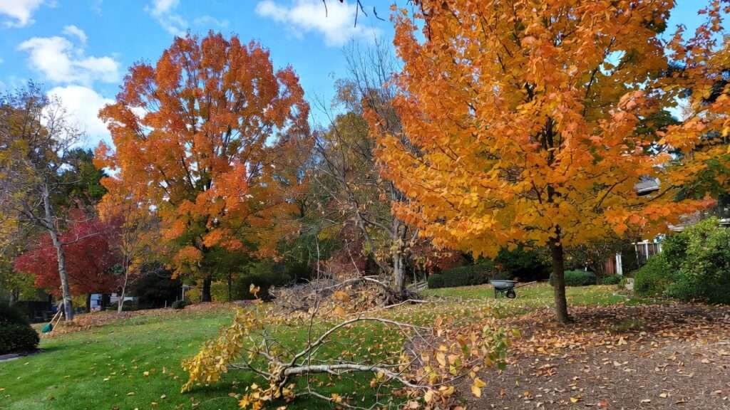 fall tree maintenance and cleanup
