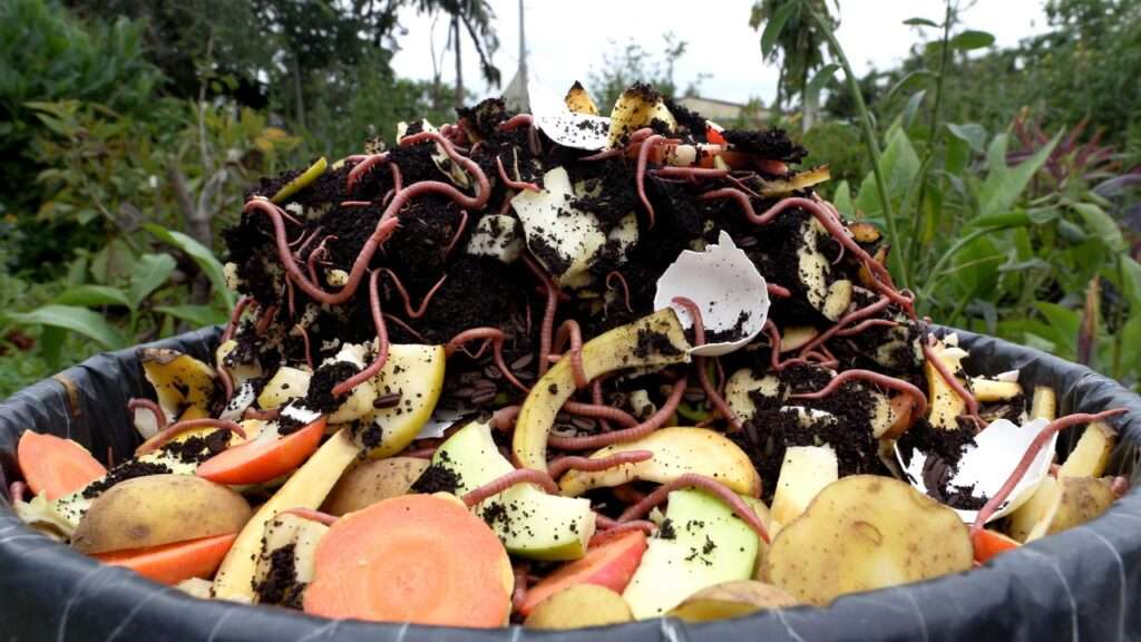 feeding worms kitchen scraps