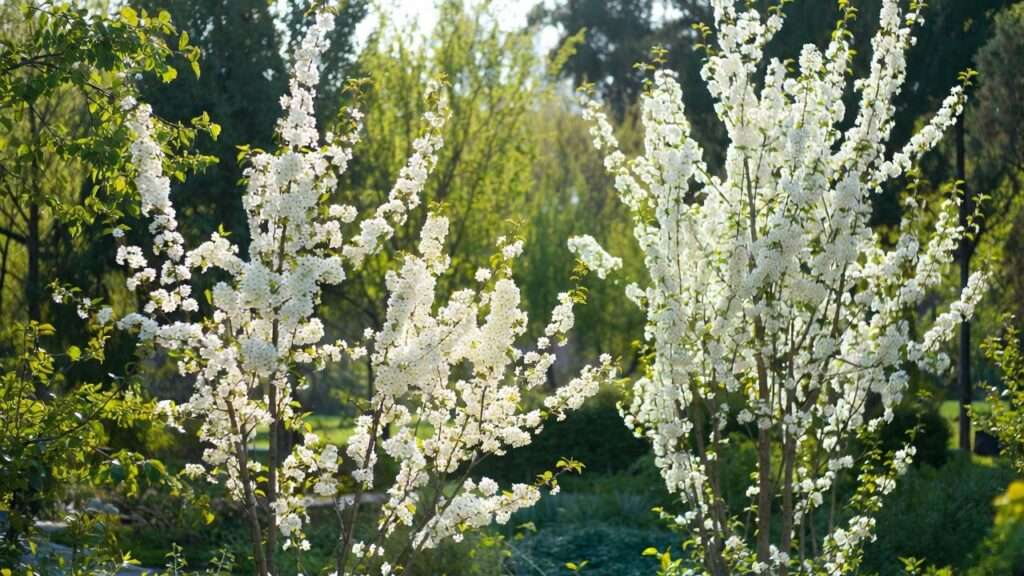 flowering trees with white blossoms