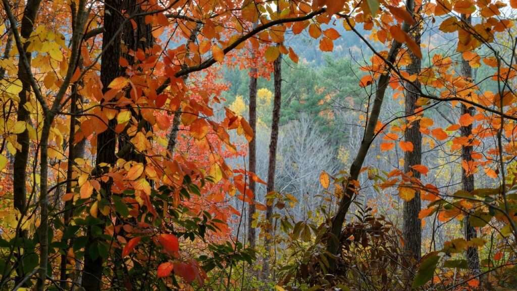 georgia trees with serrated leaves
