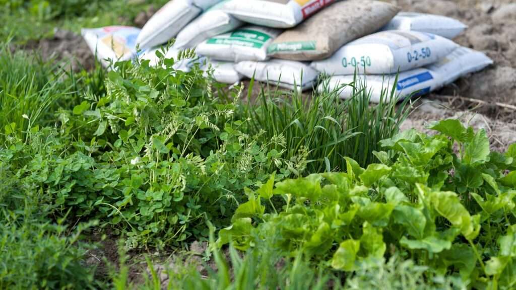 green manure vs. synthetic fertilizers