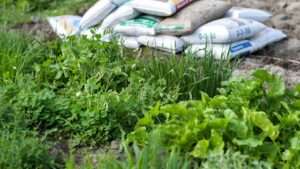 green manure vs. synthetic fertilizers