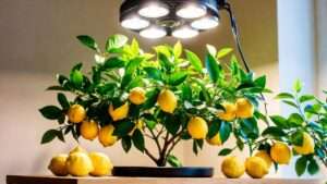 grow lamp for lemon tree