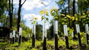 grow tubes for trees