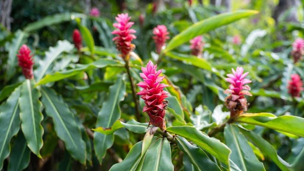 hawaiian ginger plant