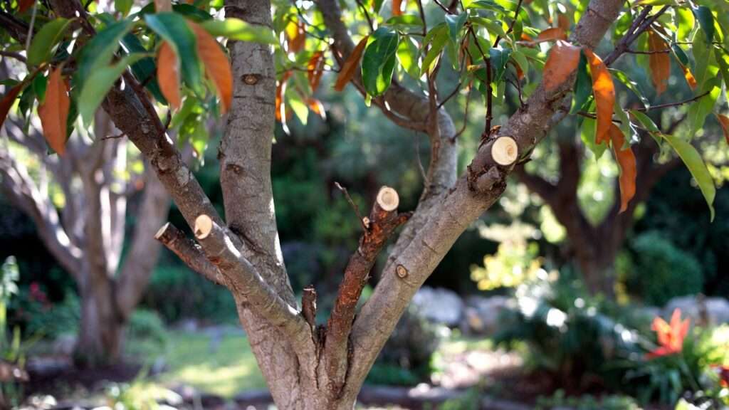 healing time for pruned branches