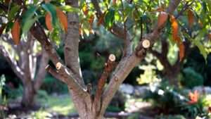 healing time for pruned branches