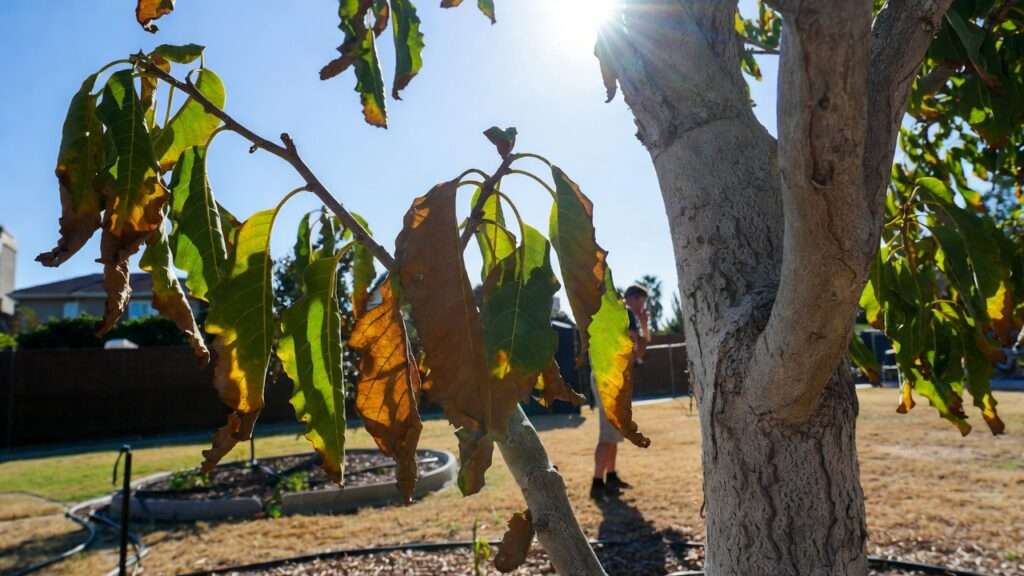 heat stress signs in trees
