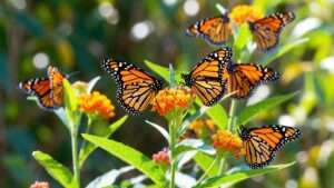 how do you plant milkweed seeds