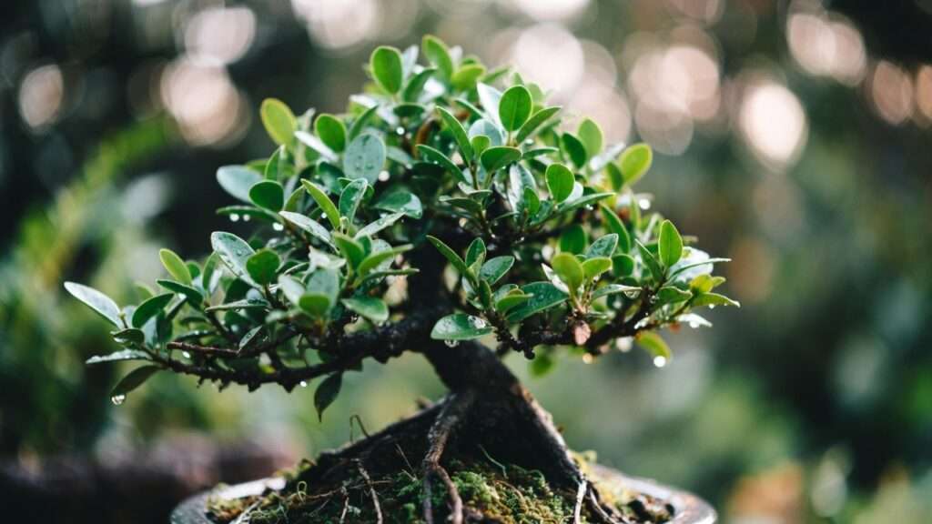 how often to water a bonsai tree