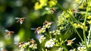 how to attract hoverflies