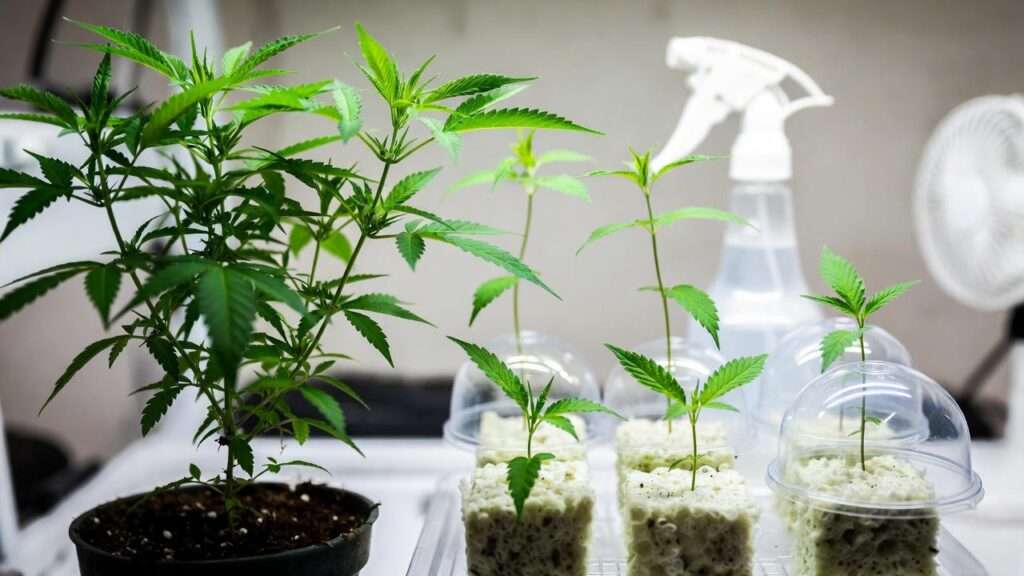 how to clone a weed plant