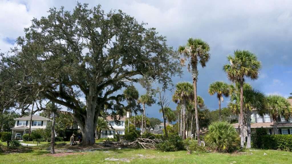 how to prepare trees for hurricanes