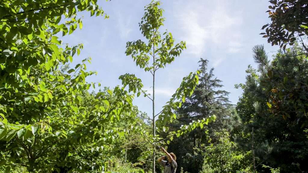 how to prune young trees for strong growth
