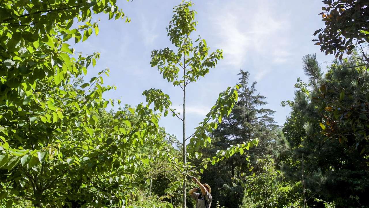 How to Prune Young Trees for Strong Growth in 2025