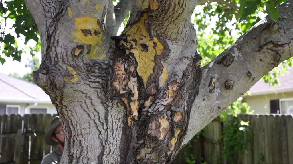 identifying tree trunk rot early