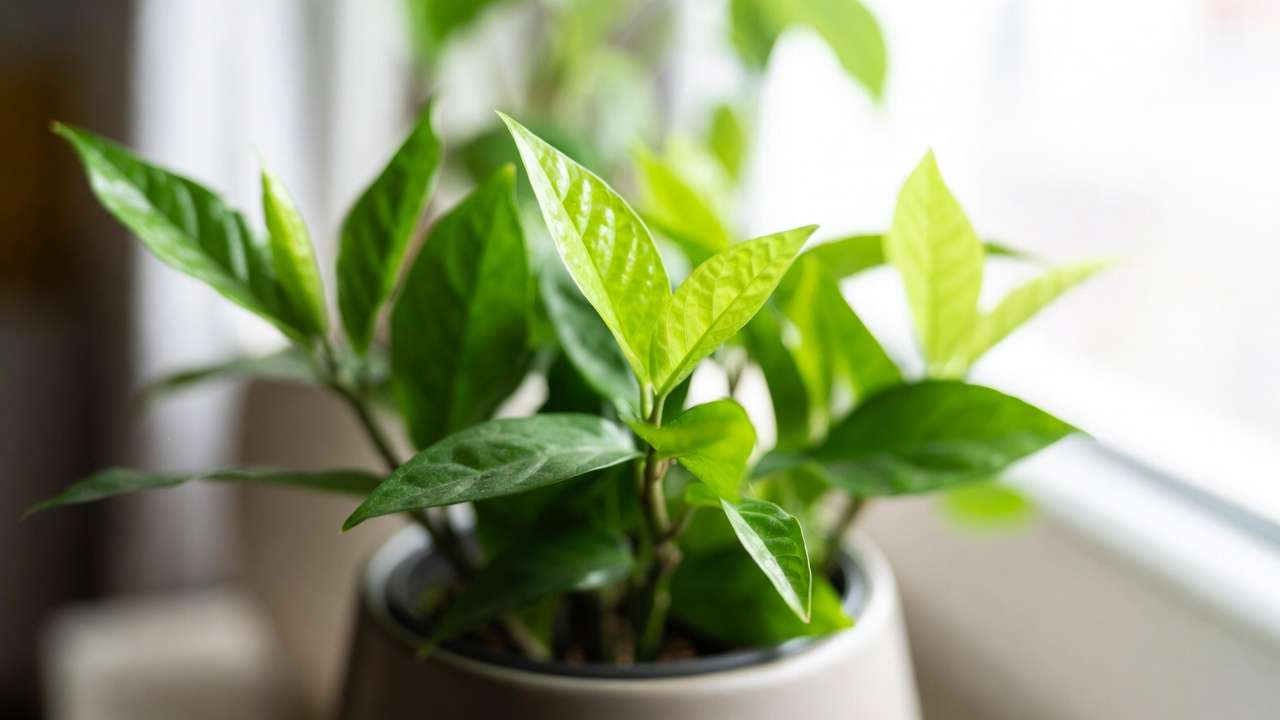 Healthy thriving houseplant after successful organic mealybug treatment, lush green leaves