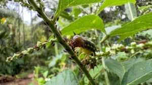 lacewing larva vs. aphids effectiveness