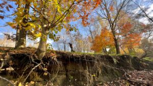 late fall root growth in trees