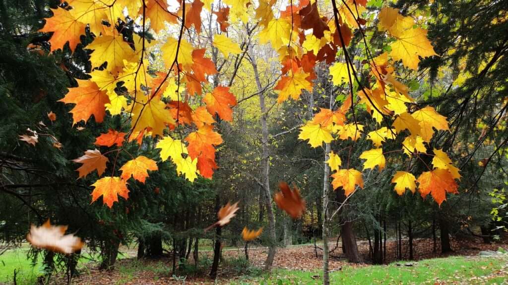 leaf drop timing and what it means