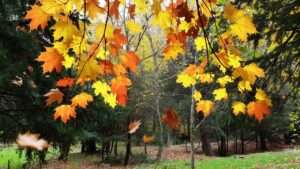 leaf drop timing and what it means