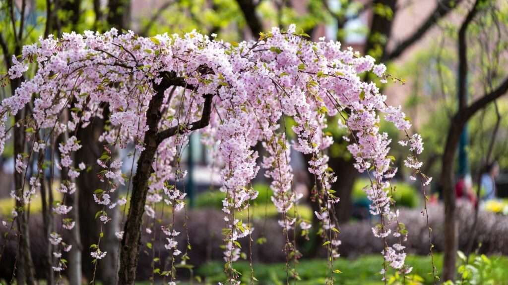miniature weeping cherry tree