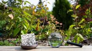 monitoring for pests each season