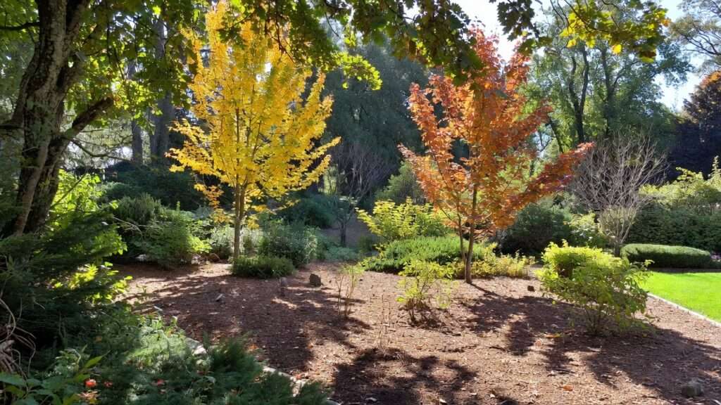 mulch application for seasonal tree health