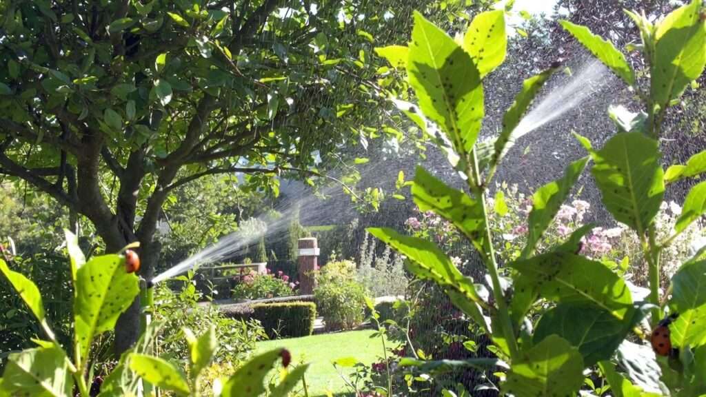 natural ways to get rid of aphids