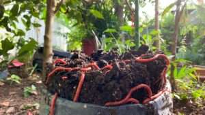 optimal pH level for worm composting