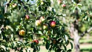 optimal time to thin fruit on branches