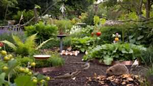 organic slug and snail control methods