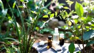 organic solutions for mealybugs