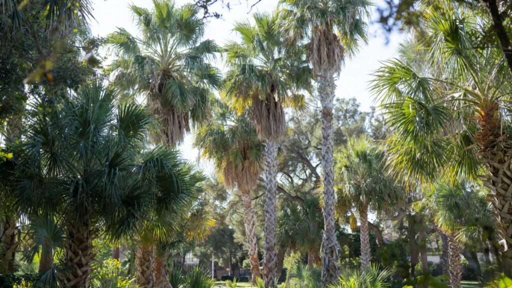 palm trees in texas